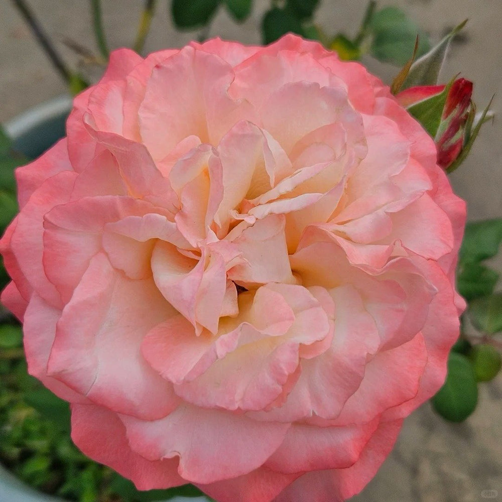 Joyce Rose Plant|乔伊斯 image 5
