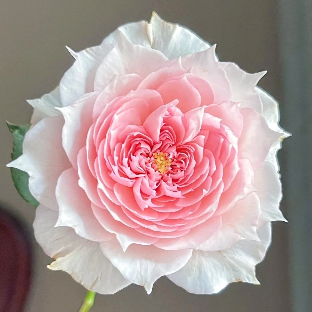 Monique Darve Rose Plant | 莫妮卡戴维 image 1