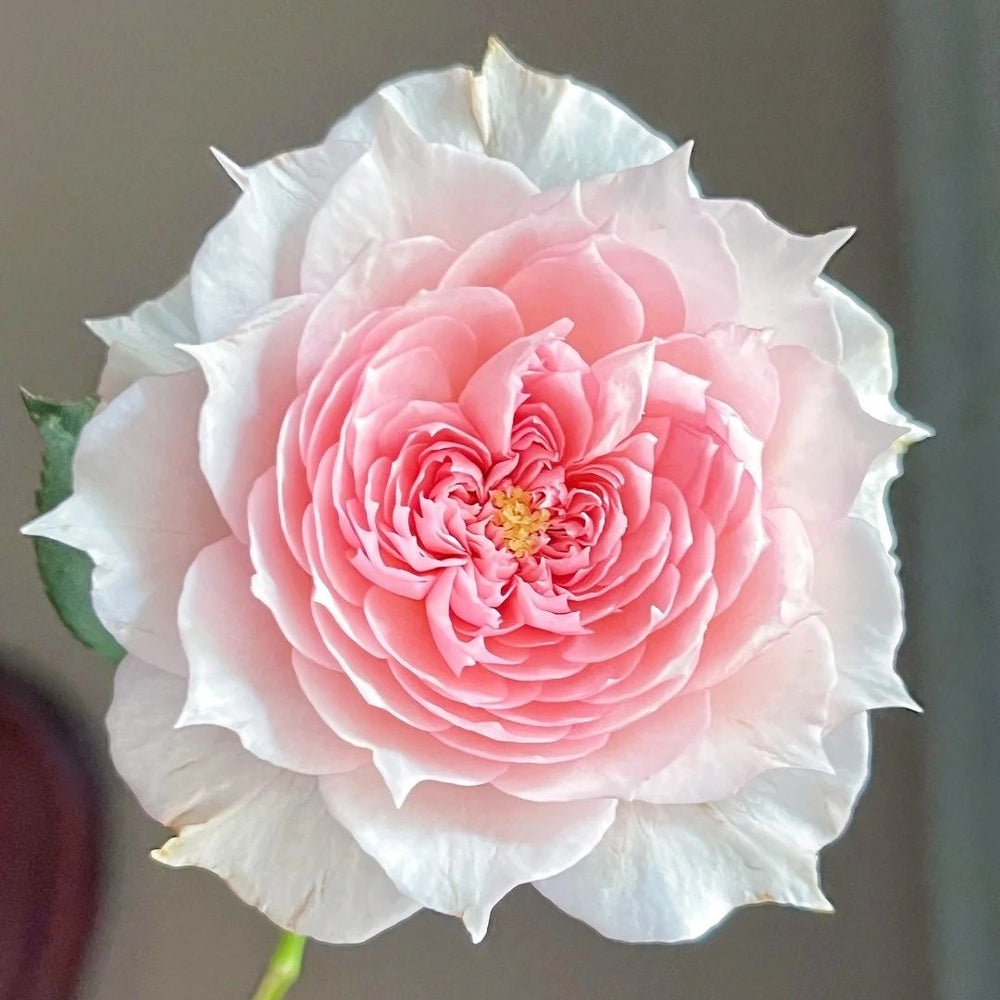 Monique Darve Rose Plant | 莫妮卡戴维 image 1