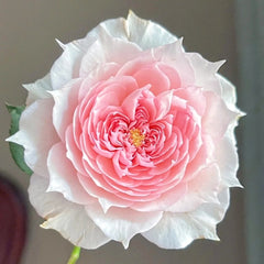 Monique Darve Rose Plant | 莫妮卡戴维 image 1