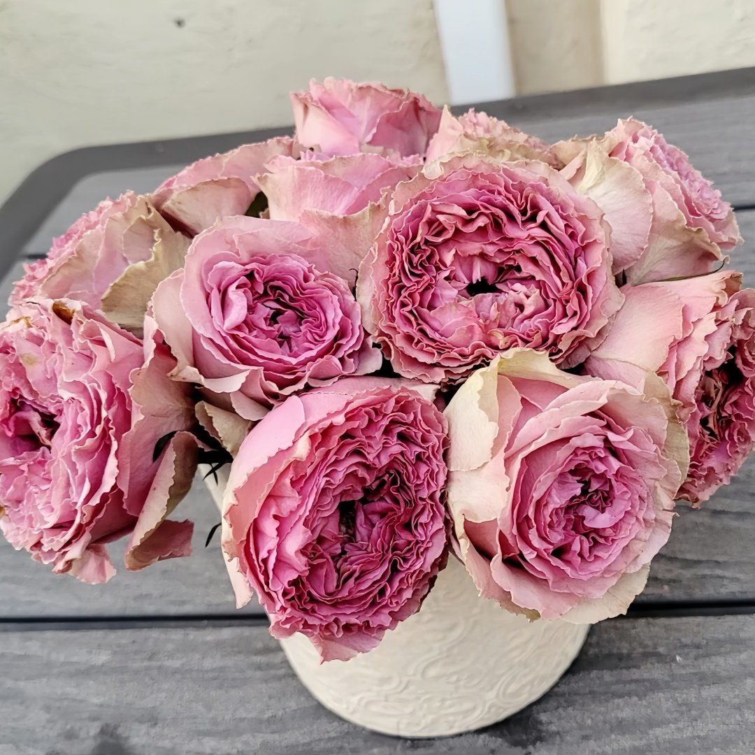 Wild Moments Rose Plant｜狂野时刻 image 7