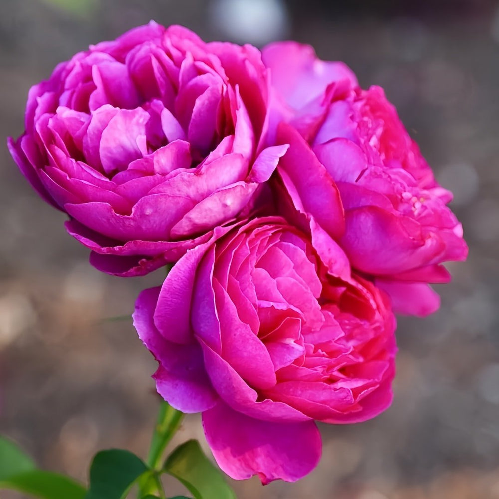 Cixuan Rose Plant|慈萱 image 4