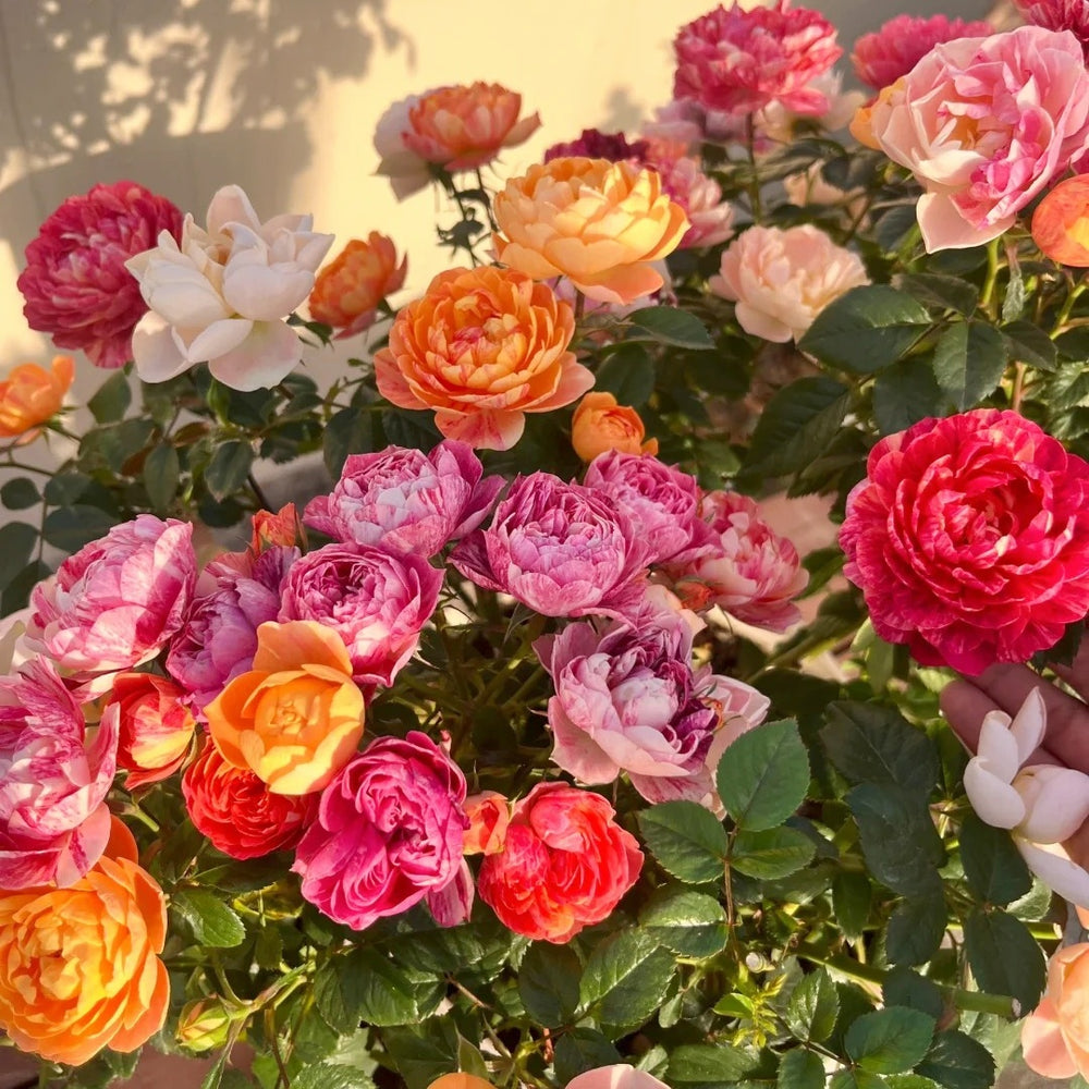 Juicy Plum Rose Plant
