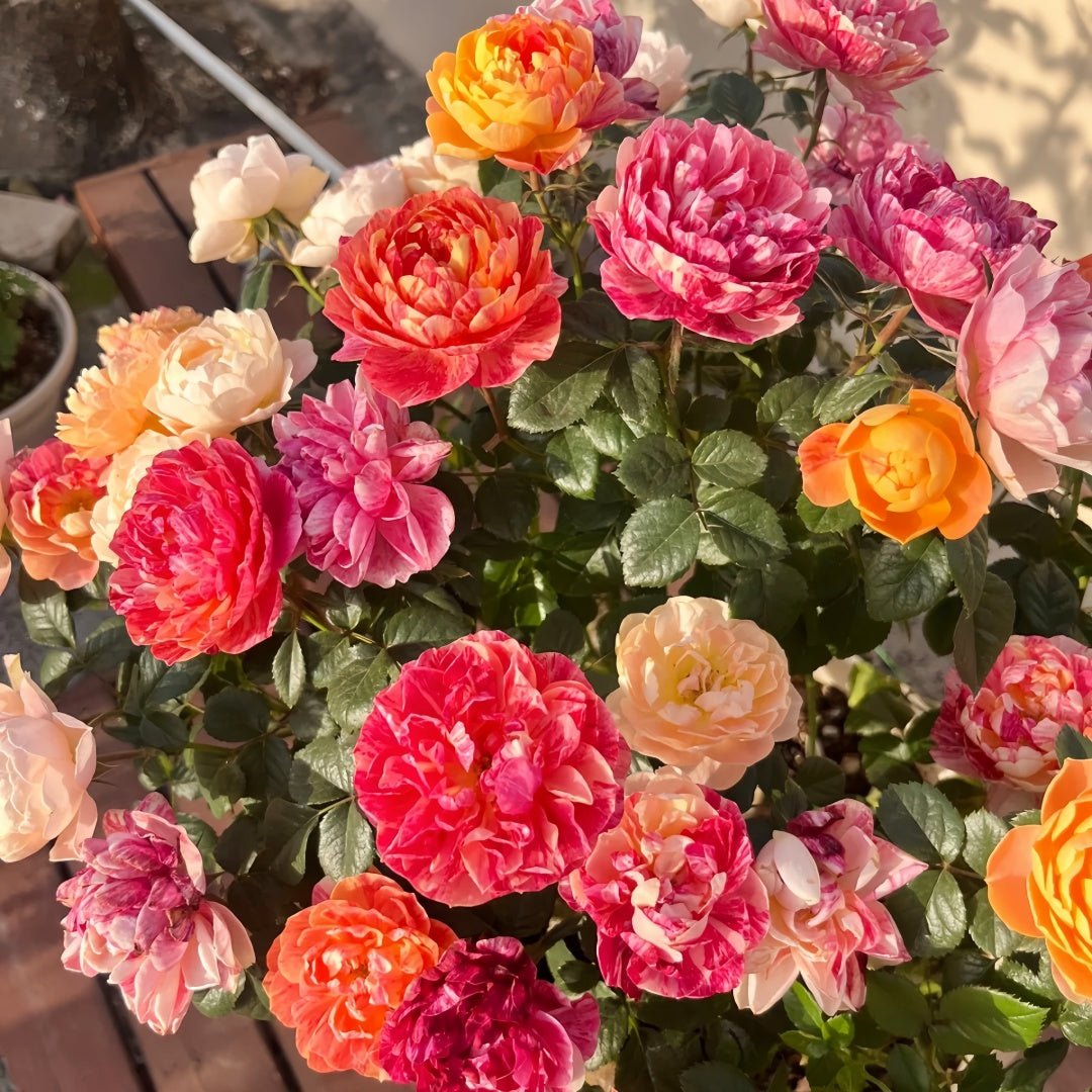 Juicy Plum Rose Plant