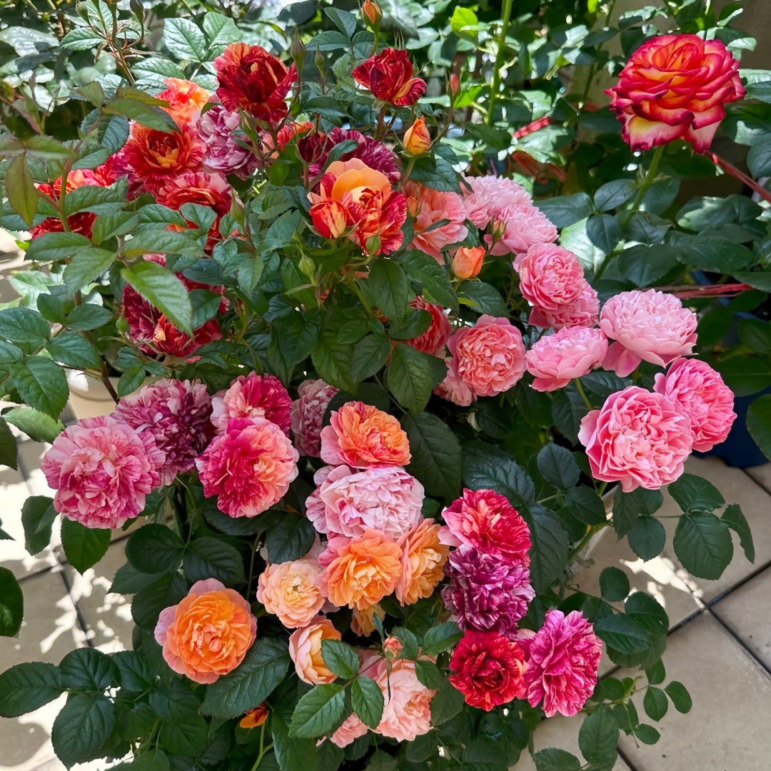 Juicy Plum Rose Plant