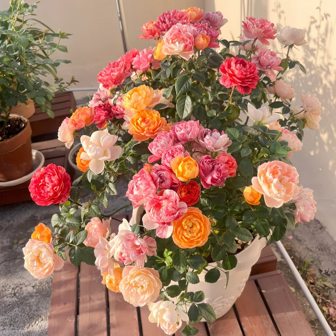Juicy Plum Rose Plant