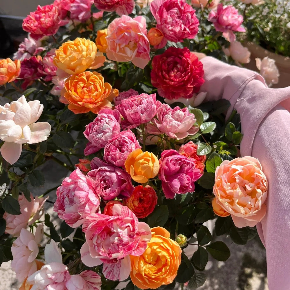 Juicy Plum Rose Plant