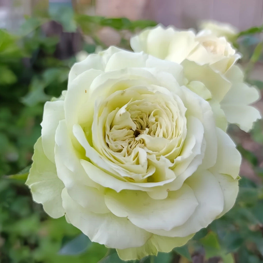 Lovely Green Rose Plant