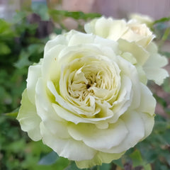 Lovely Green Rose Plant