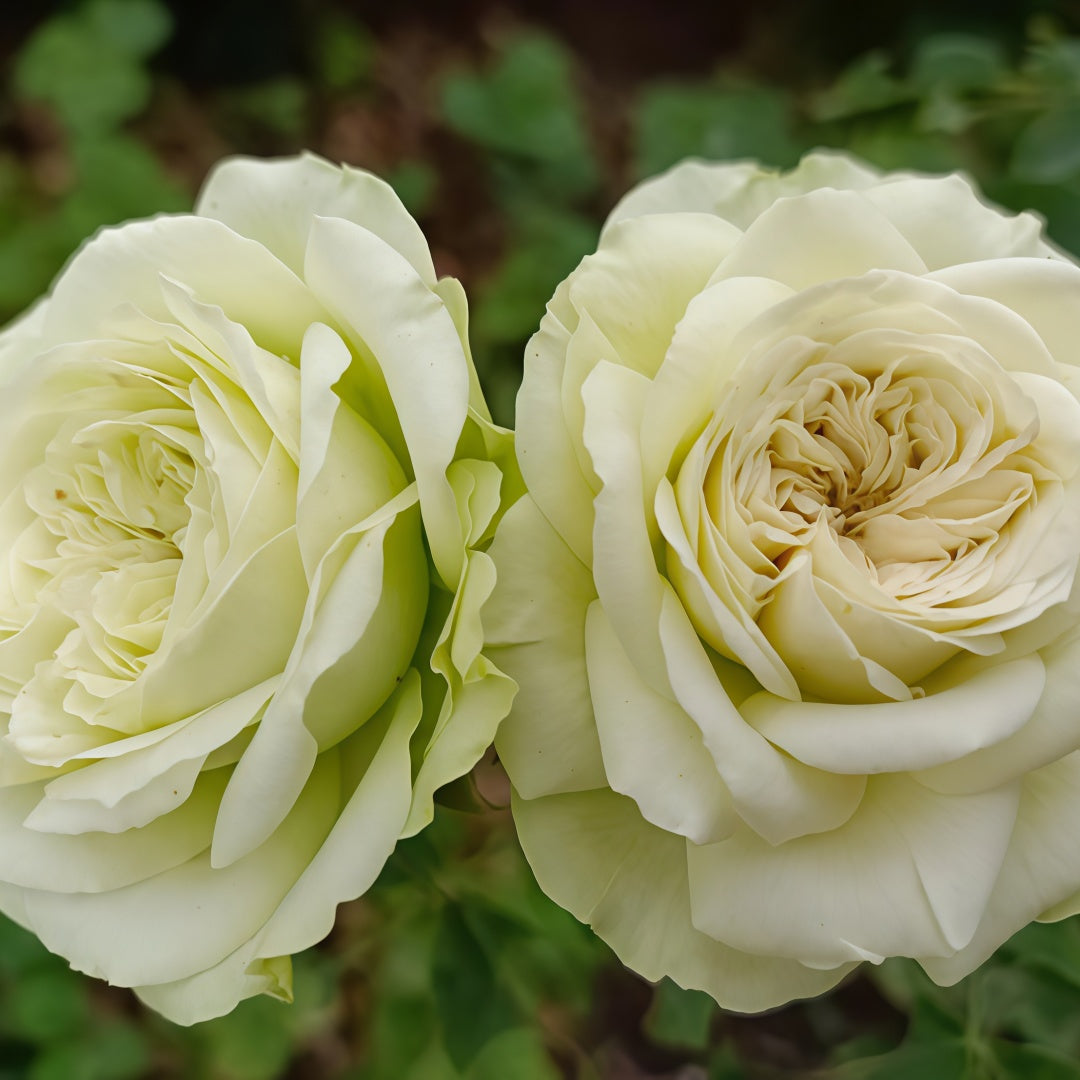 Lovely Green Rose Plant