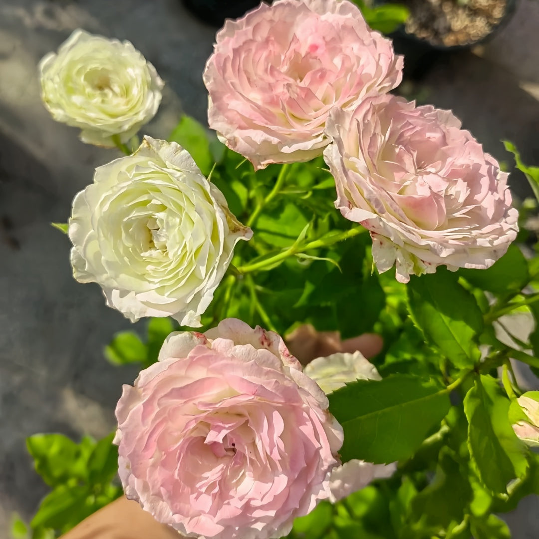 Lovely Green Rose Plant