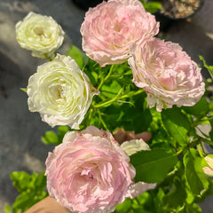 Lovely Green Rose Plant