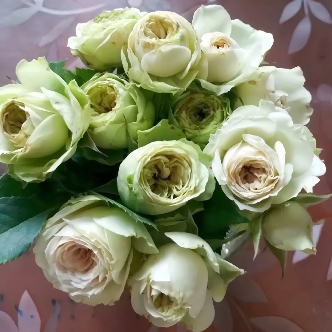 Lovely Green Rose Plant