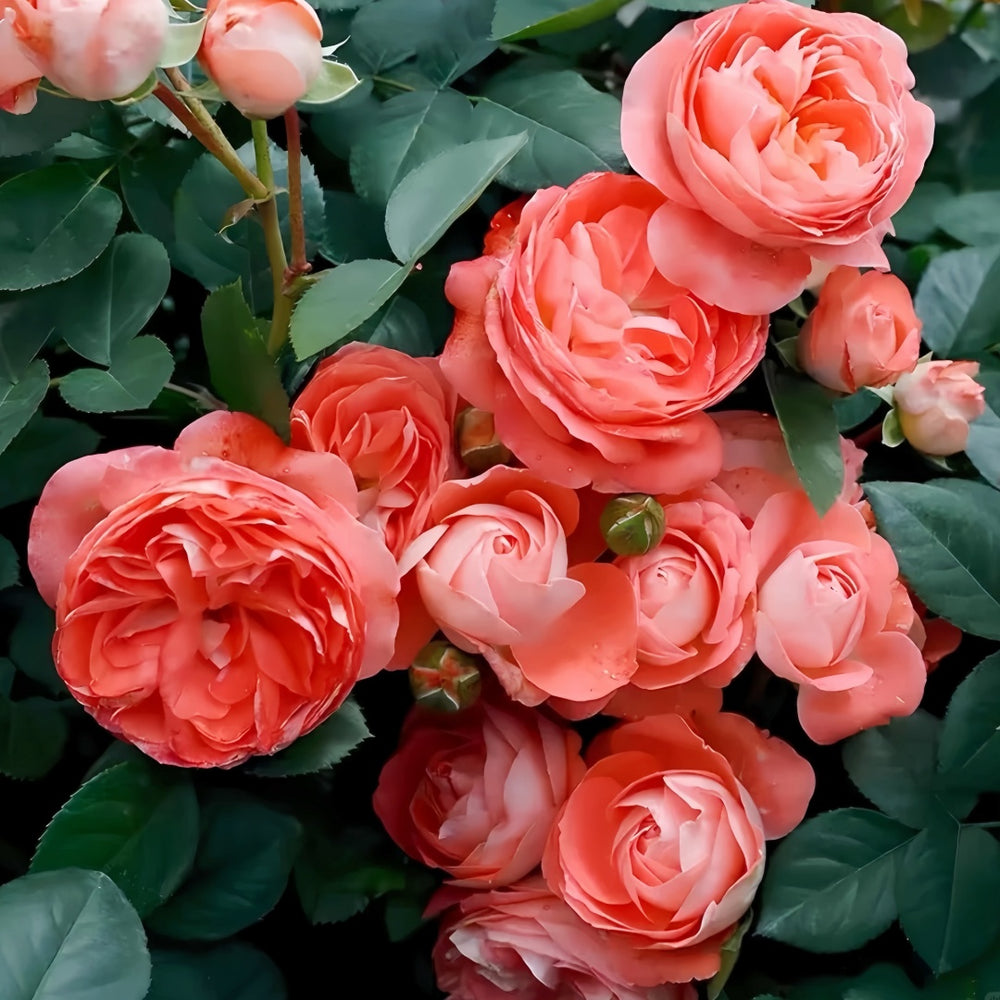 Nova King Terrazza Rose