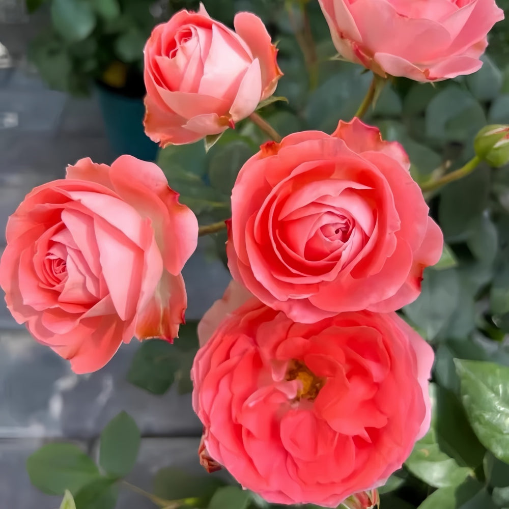 Nova King Terrazza Rose