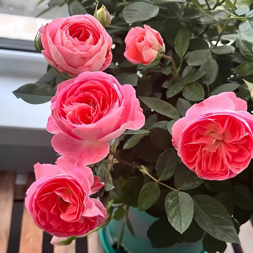 Nova King Terrazza Rose