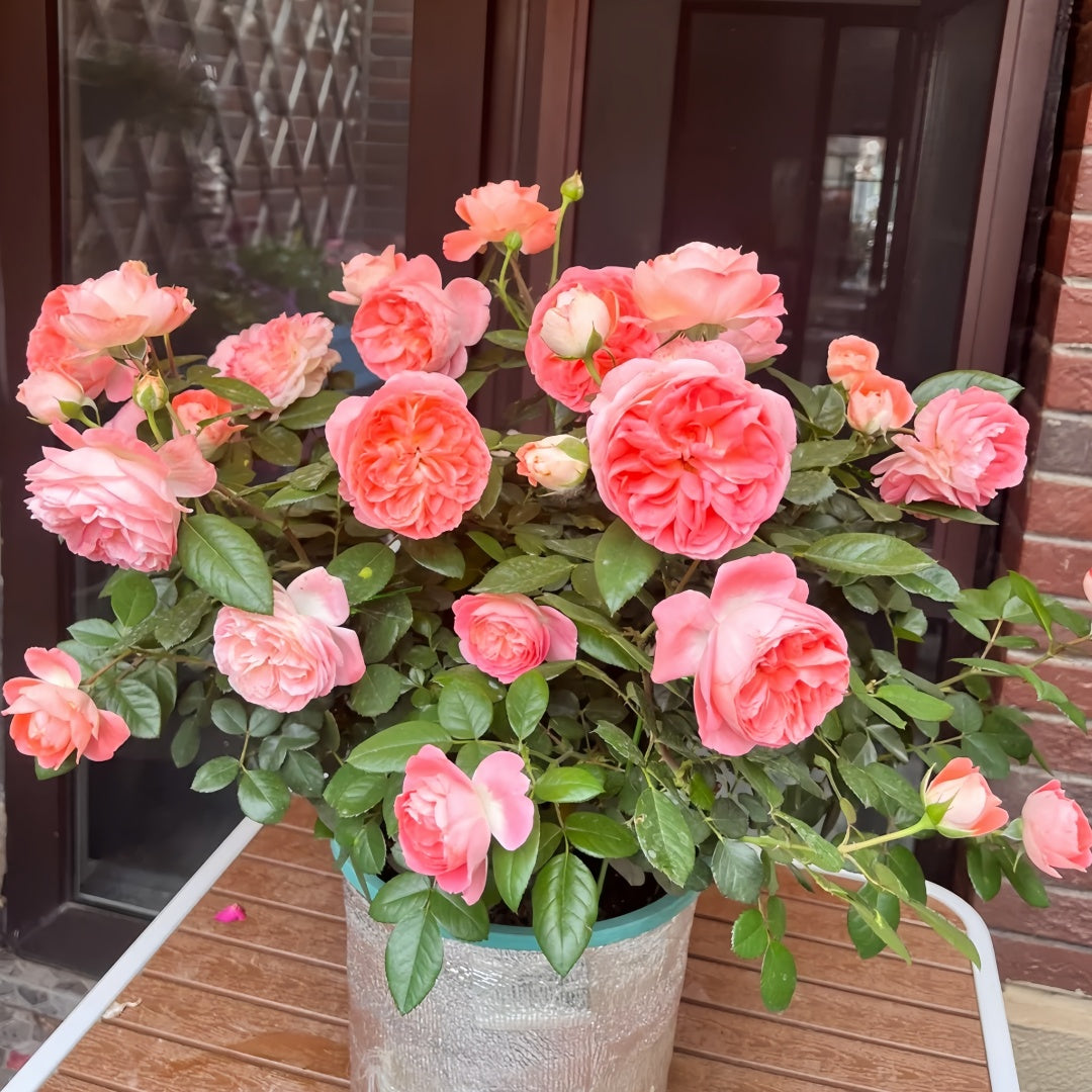 Nova King Terrazza Rose