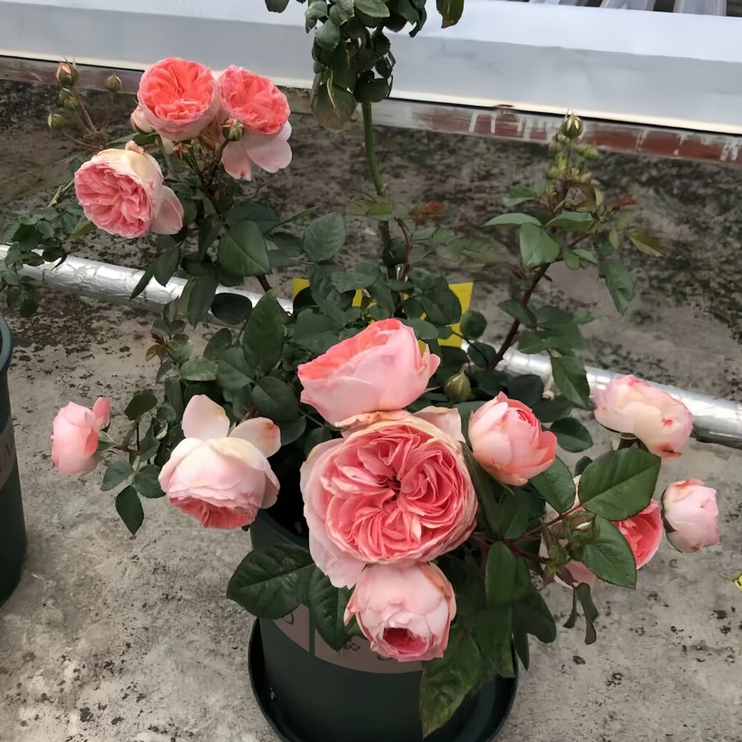 Nova King Terrazza Rose
