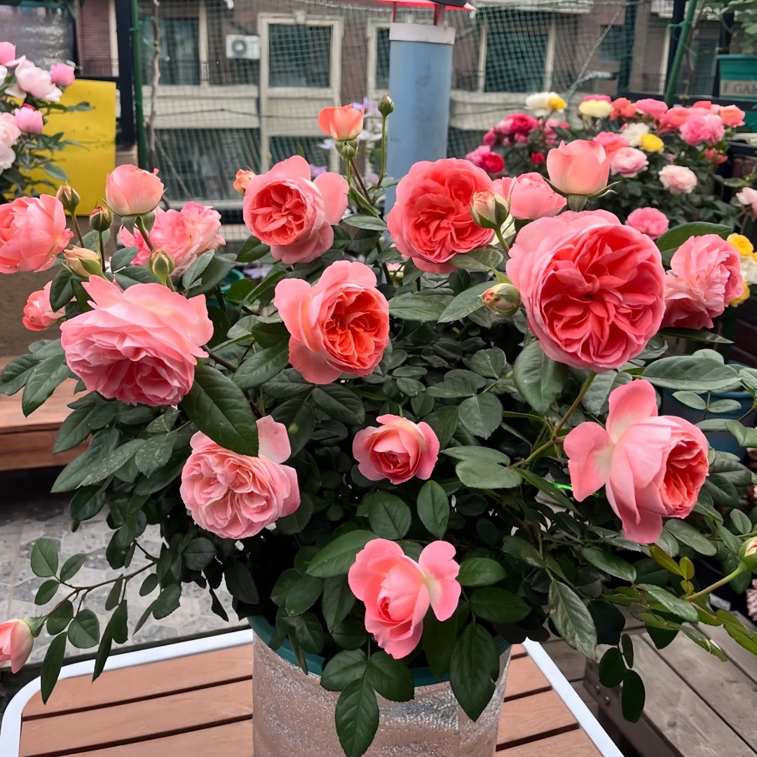 Nova King Terrazza Rose