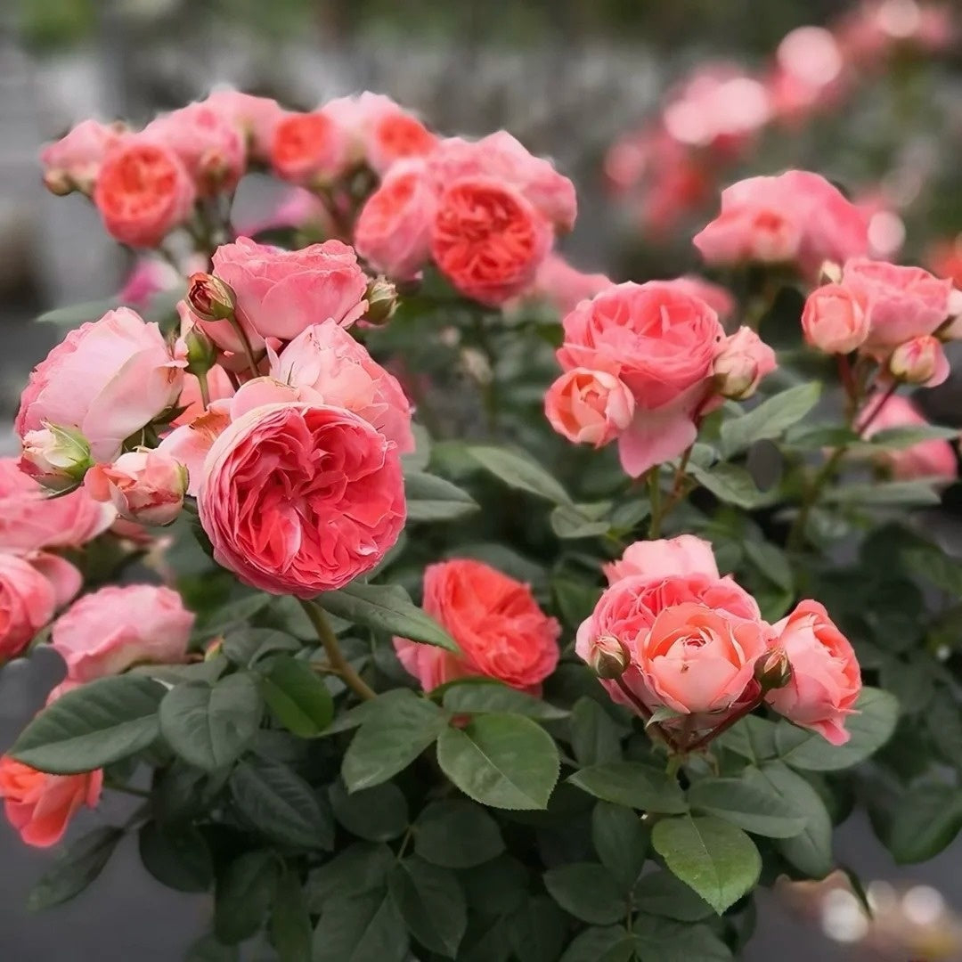 Nova King Terrazza Rose