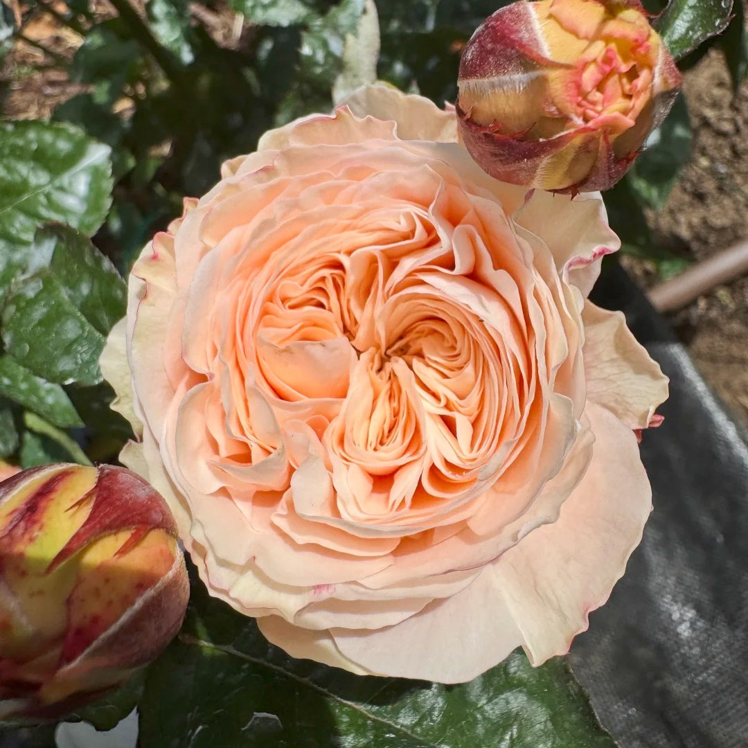 Paradise Beach Rose