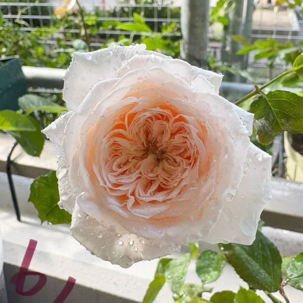 Paradise Beach Rose