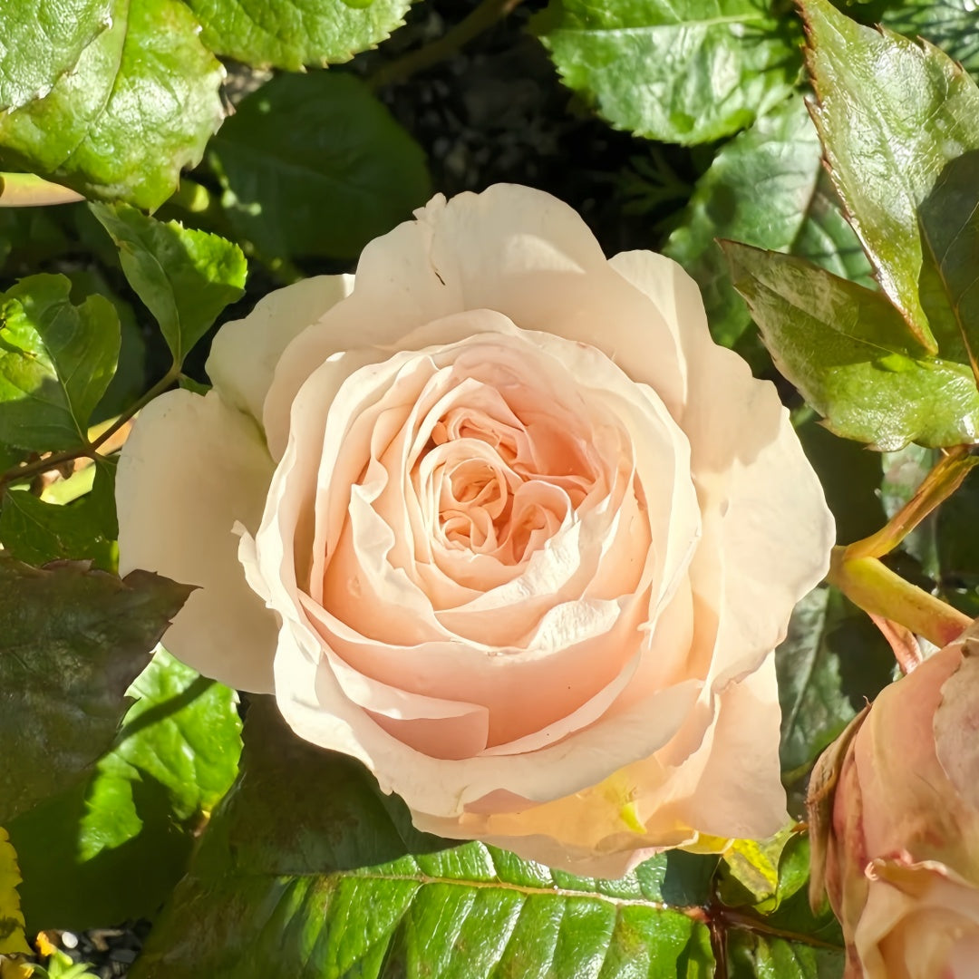 Paradise Beach Rose