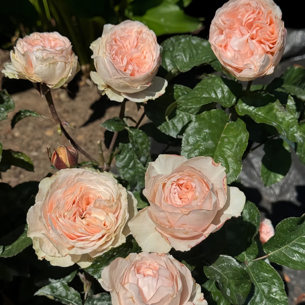 Paradise Beach Rose