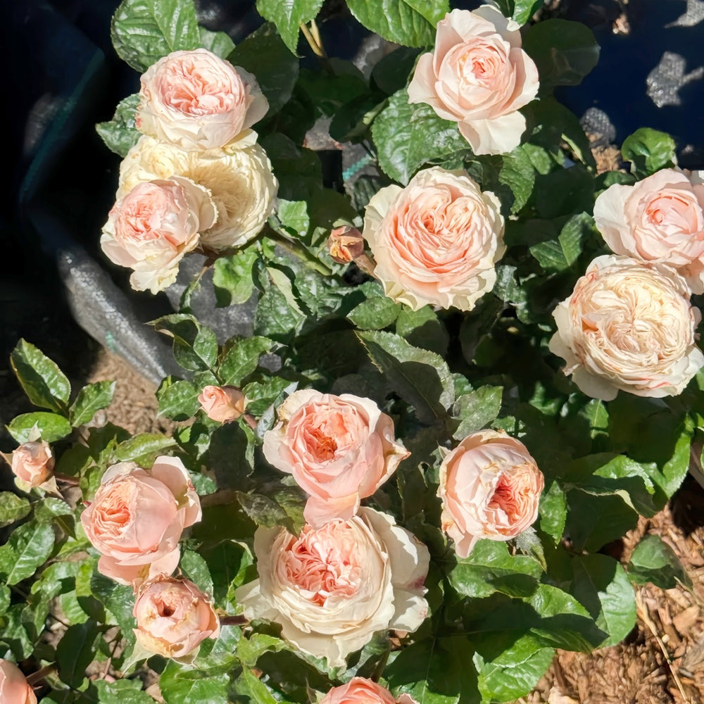 Paradise Beach Rose