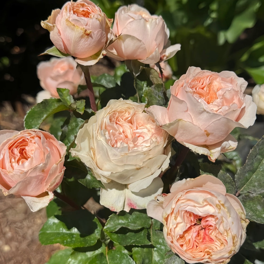 Paradise Beach Rose