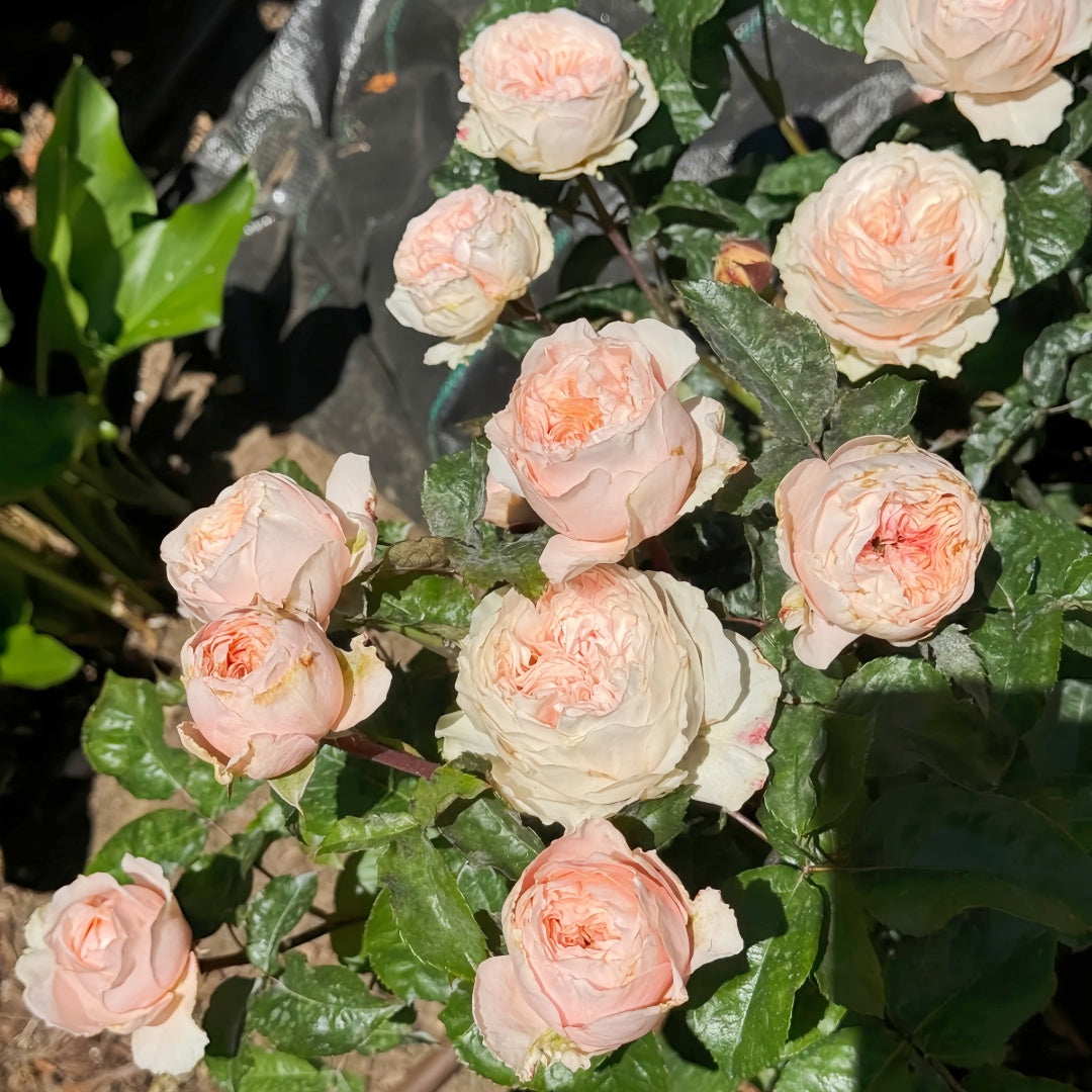 Paradise Beach Rose