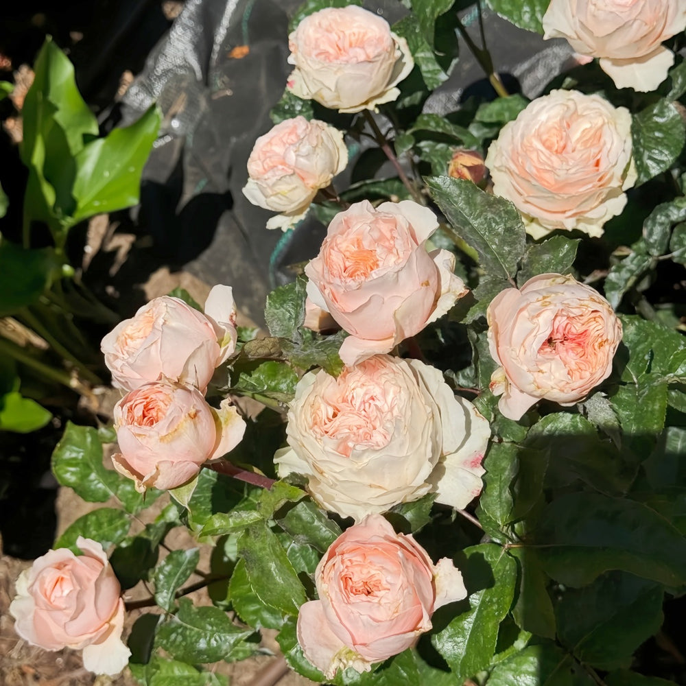 Paradise Beach Rose
