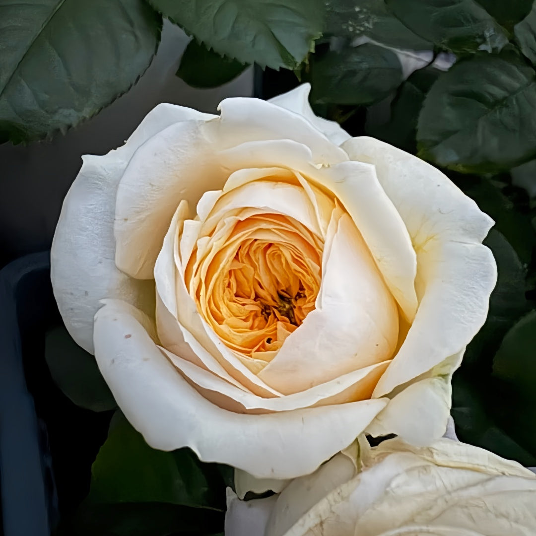 Persuasion Rose