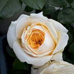 Persuasion Rose