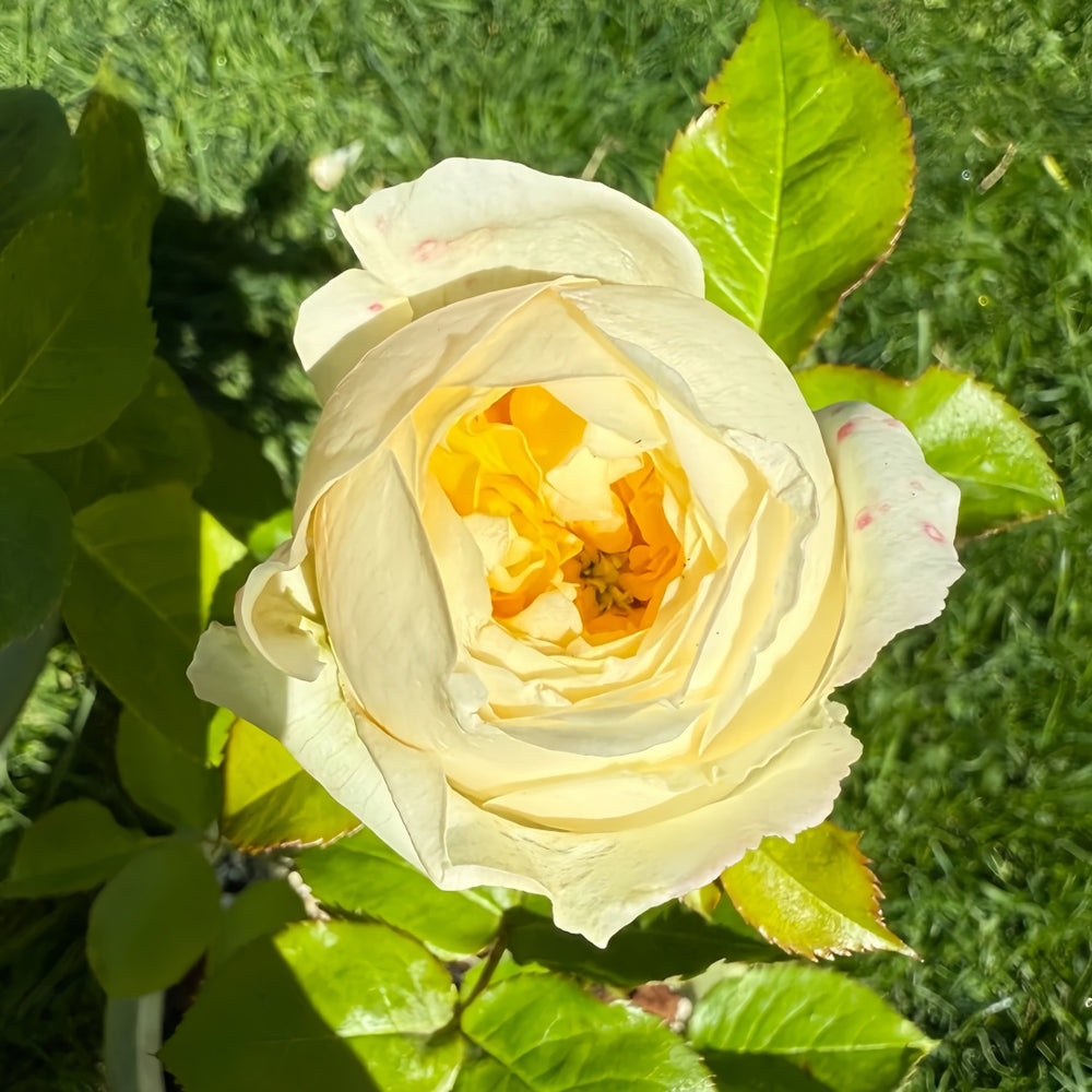 Persuasion Rose