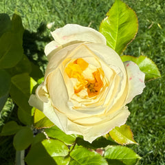 Persuasion Rose