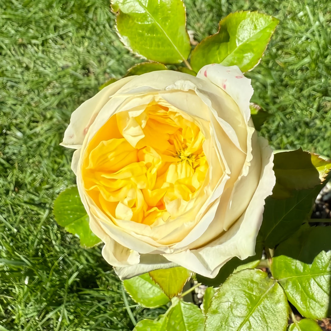 Persuasion Rose