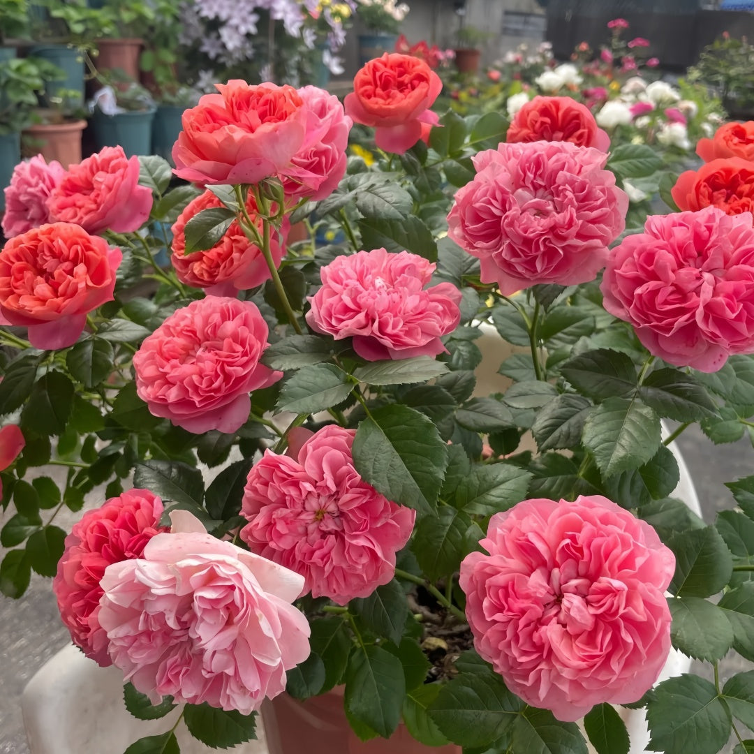 Red Juicy Rose Plant