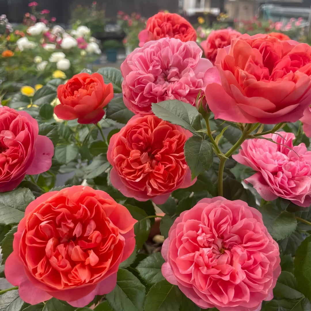 Red Juicy Rose Plant