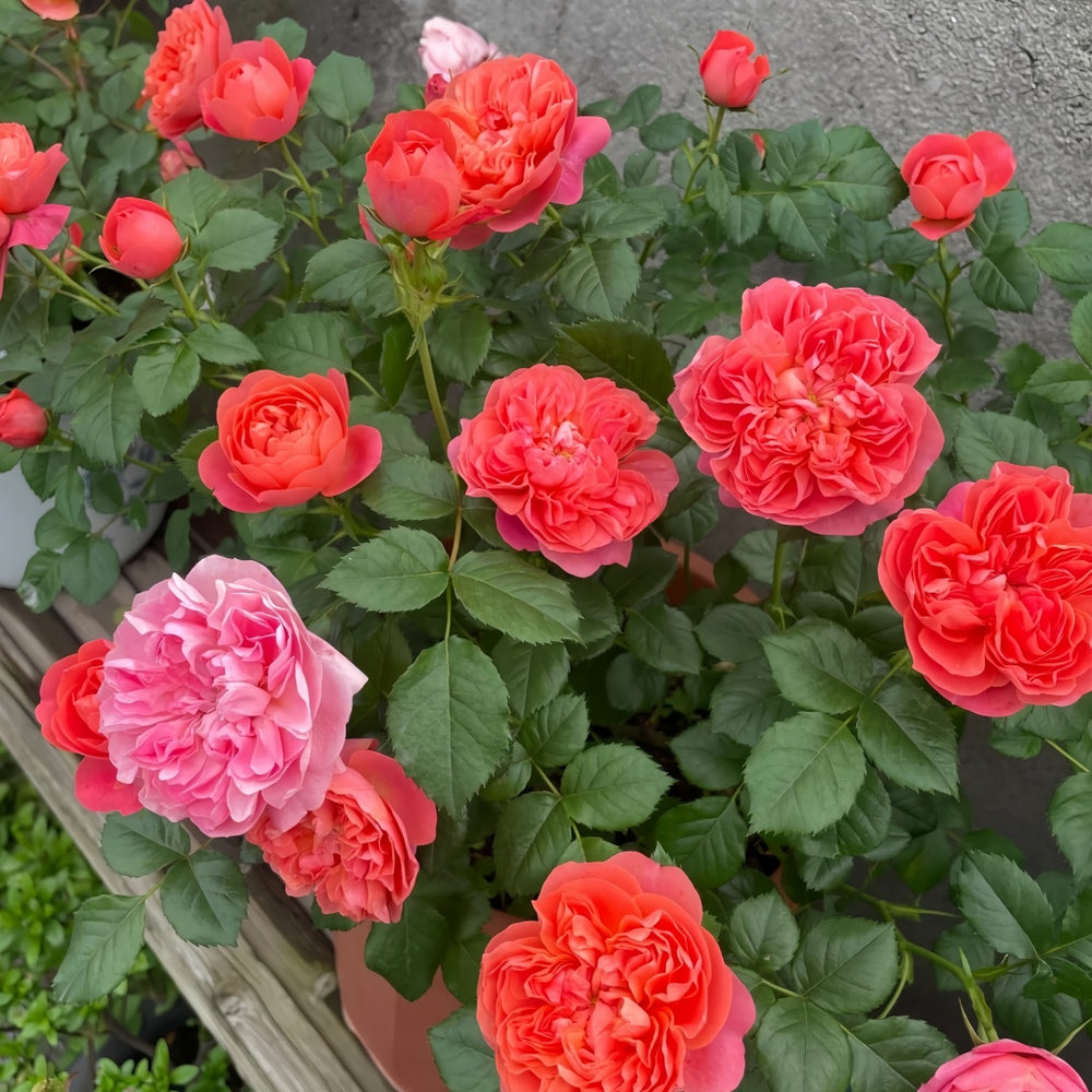 Red Juicy Rose Plant