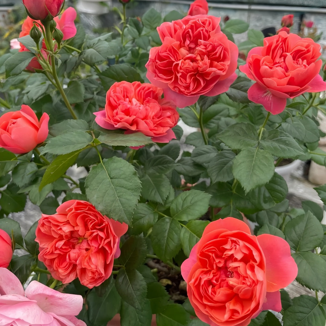 Red Juicy Rose Plant