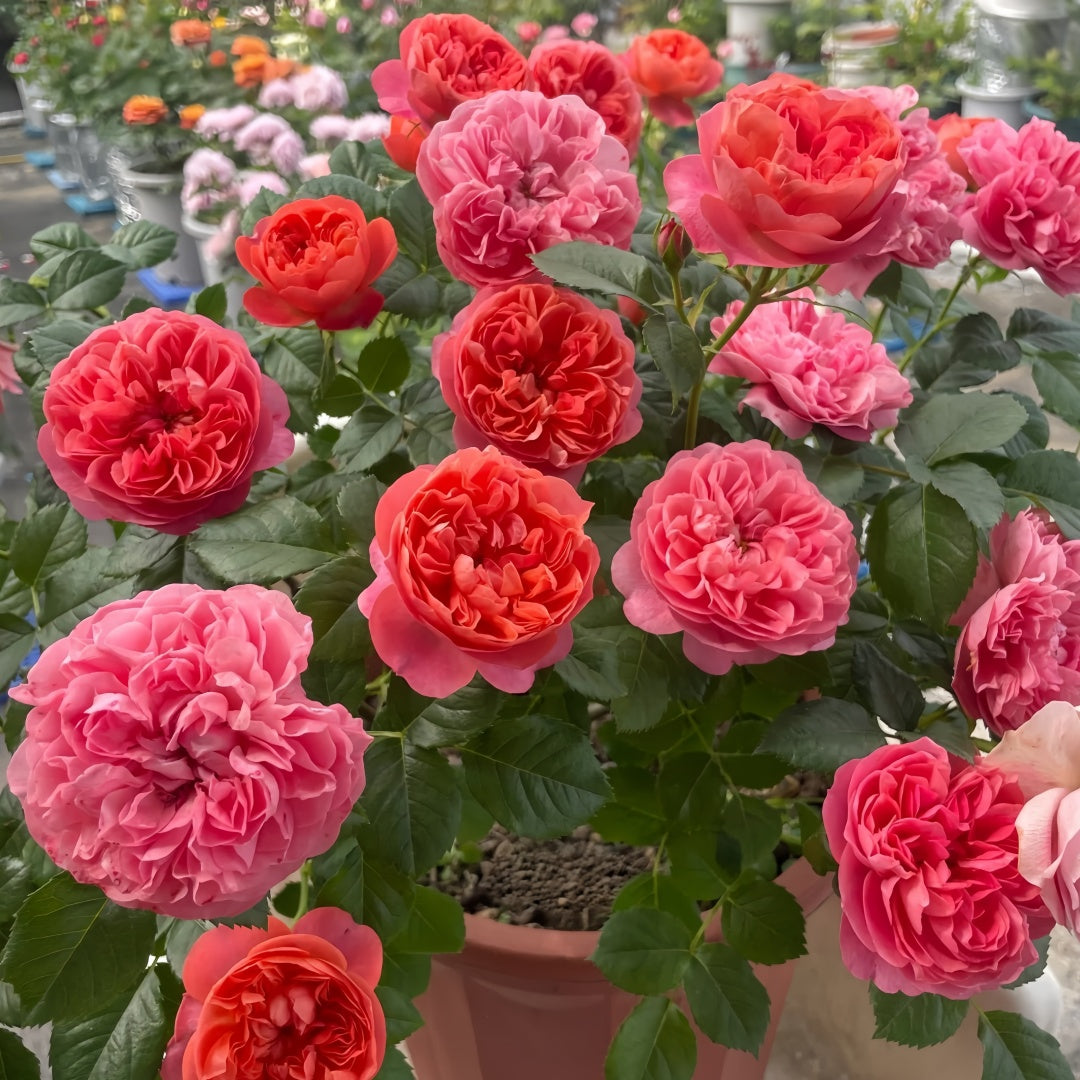Red Juicy Rose Plant