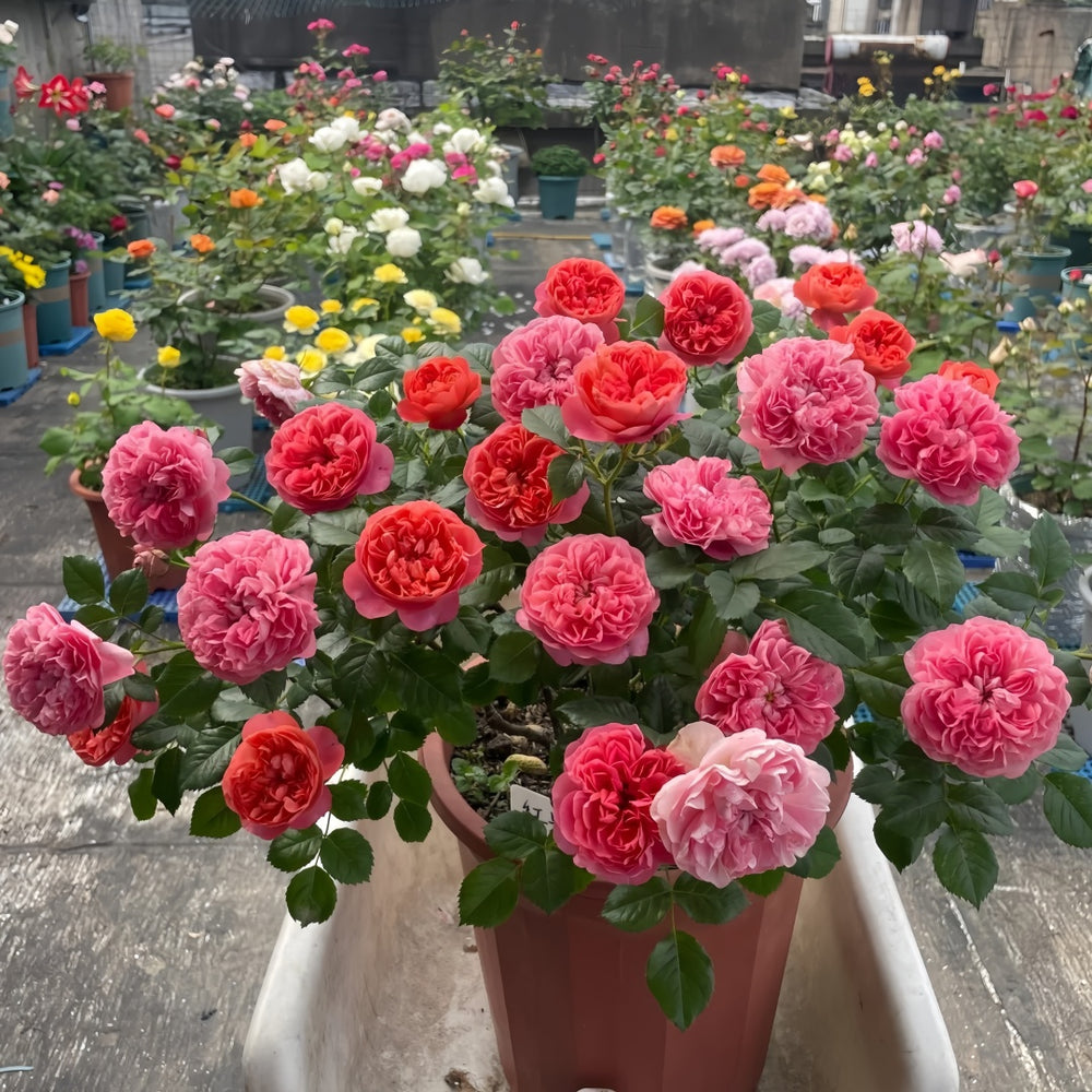 Red Juicy Rose Plant