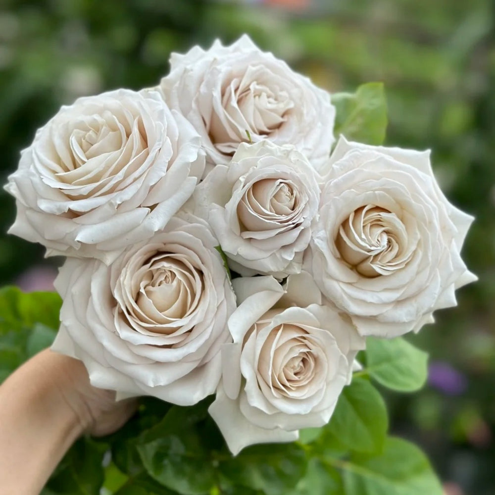 Silver Lining Rose