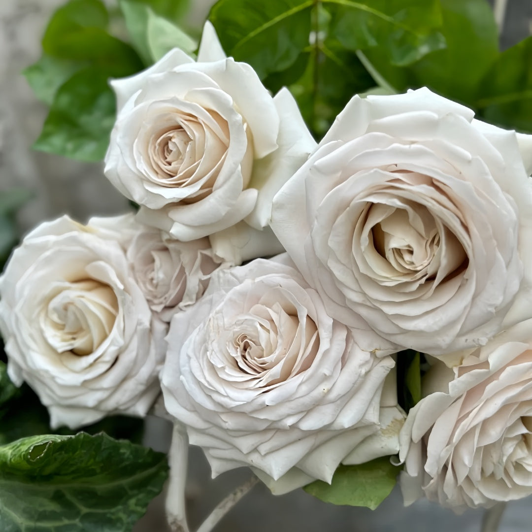 Silver Lining Rose