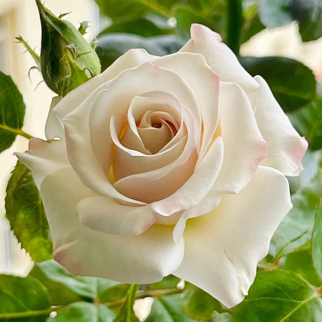 Silver Lining Rose