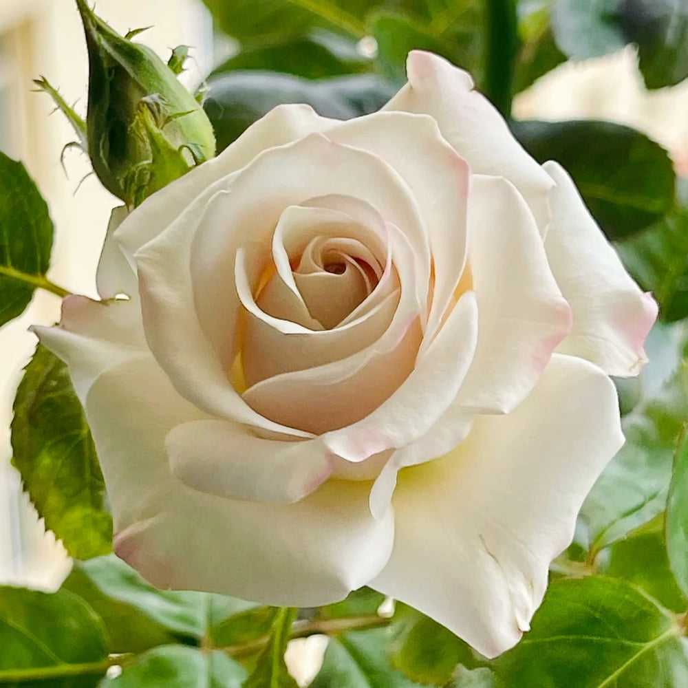 Silver Lining Rose