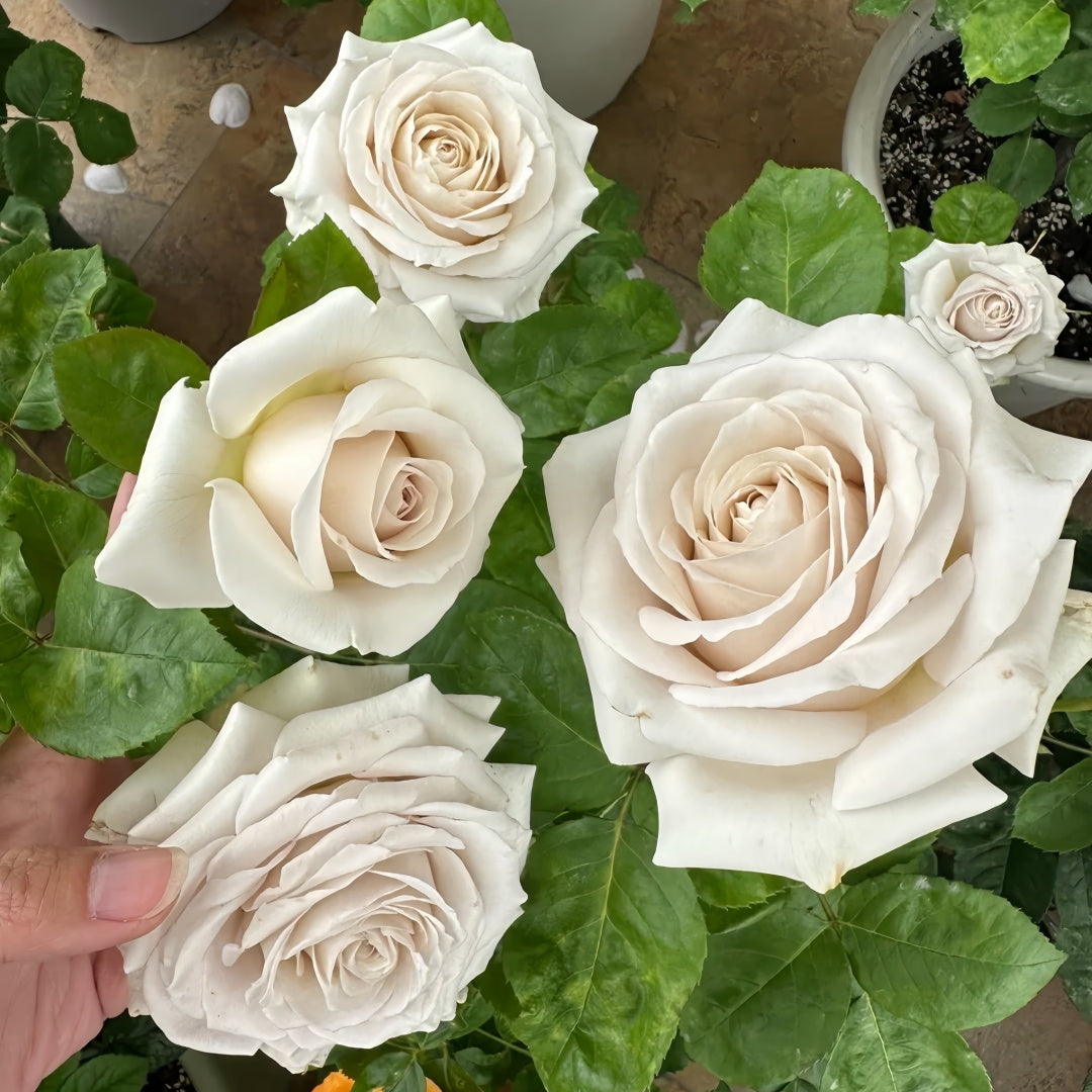 Silver Lining Rose