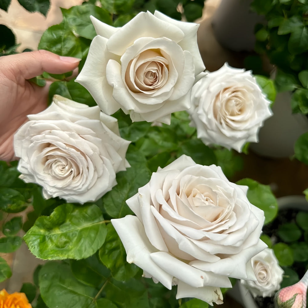 Silver Lining Rose