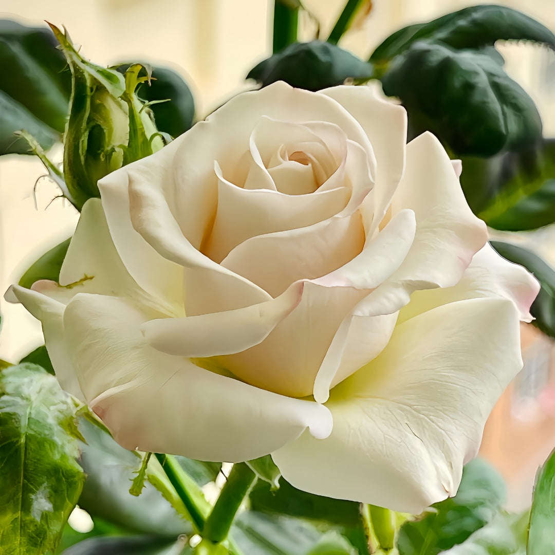 Silver Lining Rose